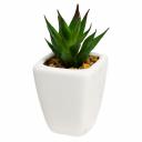 Суккулент в горшочке Гарда Декор 11см Суккулент в горшочке Гарда Декор 11см