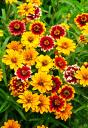 Цинния Персидский ковер 0,2 гр // Семена цветов Цинния Персидский ковер 0,2 гр // Семена цветов