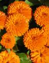 Календула Абрикос 1 гр // Семена цветов Календула Абрикос 1 гр // Семена цветов