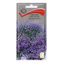 Семена цветов Лобелия плетистая "Сине-белый фонтан", 0,1гр. Семена цветов Лобелия плетистая "Сине-белый фонтан", 0,1гр.