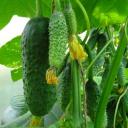 Огурец Феникс семена 20 шт. Огурец Феникс семена 20 шт.