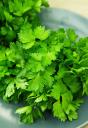 Петрушка листовая Богатырь 3 гр б.п. // Семена овощей Петрушка листовая Богатырь 3 гр б.п. // Семена овощей