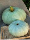 Тыква крупноплодная Волжская серая 92 2 гр б.п // Семена овощей Тыква крупноплодная Волжская серая 92 2 гр б.п // Семена овощей