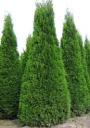 Туя западная Колумна 1 шт Р9 Туя западная Колумна 1 шт Р9