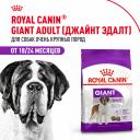 Сухой корм Royal Canin Сухой корм Royal Canin