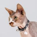 Petmax Ошейник нейлоновый со светоотражающим адресником для кошек и собак мелких пород, 1х30 см, черный Petmax Ошейник нейлоновый со светоотражающим адресником для кошек и собак мелких пород, 1х30 см, черный