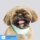 RURRI Ошейник охлаждающий для собак, M, зеленый RURRI Ошейник охлаждающий для собак, M, зеленый