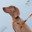 RURRI Шлейка для собак Bright City, M, обхват груди 45-63 см, ширина 15 мм RURRI Шлейка для собак Bright City, M, обхват груди 45-63 см, ширина 15 мм