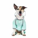 Petmax Дождевик с капюшоном и ножками для собак, M, зеленый (унисекс) Petmax Дождевик с капюшоном и ножками для собак, M, зеленый (унисекс)