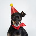 Petmax Колпак и бантик новогодний для собак Праздник, колпак 12х10,5 см, бантик 12,5х6,5 см, красный Petmax Колпак и бантик новогодний для собак Праздник, колпак 12х10,5 см, бантик 12,5х6,5 см, красный