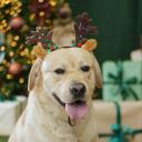 Petmax Ободок Рога оленьи с ушками для собак, 24х24 см, коричневый Petmax Ободок Рога оленьи с ушками для собак, 24х24 см, коричневый