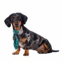 RURRI Галстук для собак светящийся Led, зеленый RURRI Галстук для собак светящийся Led, зеленый