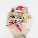 RURRI Шапка с оленьими рогами для собак, 22,5х7 см, красный RURRI Шапка с оленьими рогами для собак, 22,5х7 см, красный