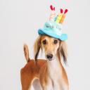 RURRI Шляпка для кошек и собак Happy Birthday, диаметр с полями 18 см (без полей 10 см), высота 18 см, голубая RURRI Шляпка для кошек и собак Happy Birthday, диаметр с полями 18 см (без полей 10 см), высота 18 см, голубая