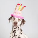 RURRI Шляпка для кошек и собак Happy Birthday, диаметр с полями 18 см (без полей 10 см), высота 18 см, розовая RURRI Шляпка для кошек и собак Happy Birthday, диаметр с полями 18 см (без полей 10 см), высота 18 см, розовая