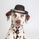 RURRI Шляпка серая с бантом для кошек и собак, диаметр с полями 17 см (без полей 10 см), высота 5,5 см RURRI Шляпка серая с бантом для кошек и собак, диаметр с полями 17 см (без полей 10 см), высота 5,5 см