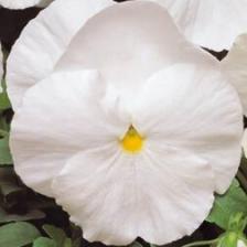 Виола крупноцветковая Спринг Матрикс Вайт (1уп-100шт) профессиональные семена Виола крупноцветковая Спринг Матрикс Вайт (1уп-100шт) профессиональные семена