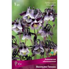 Аквилегия обыкновенная Вилльям Гиннес Аквилегия обыкновенная Вилльям Гиннес