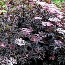 Бузина черная Тундерклоуд Бузина черная Тундерклоуд