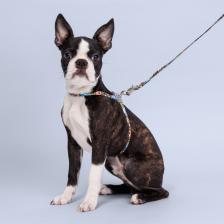 HiPet Шлейка с поводком для собак, обхват груди 20-40 см, ширина поводка 1 см, голубой HiPet Шлейка с поводком для собак, обхват груди 20-40 см, ширина поводка 1 см, голубой