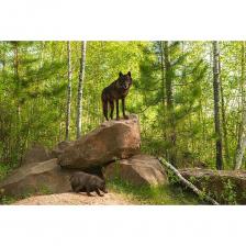 Фотообои Студия фотообоев Волчица с волчонком 1408590 Фотообои Студия фотообоев Волчица с волчонком 1408590