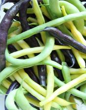 Фасоль Акварель - спаржевая (УД) 10 шт // Семена овощей Фасоль Акварель - спаржевая (УД) 10 шт // Семена овощей