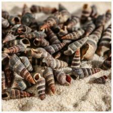 Набор ракушек Батиллярия, 100 г Набор ракушек Батиллярия, 100 г