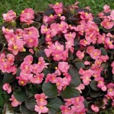 Бегония вечноцветущая бронзоволистная Найтлайф Дип Роуз (1уп-1000драже) профессиональные семена Бегония вечноцветущая бронзоволистная Найтлайф Дип Роуз (1уп-1000драже) профессиональные семена