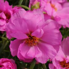 Портулак Хэппи Ауэр Розита (1уп-1000 шт) Портулак Хэппи Ауэр Розита (1уп-1000 шт)