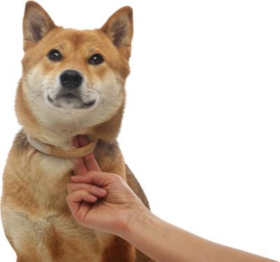 Ошейник КИЛТИКС от блох и клещей 48см – фото 10 Ошейник КИЛТИКС от блох и клещей 48см – фото 10