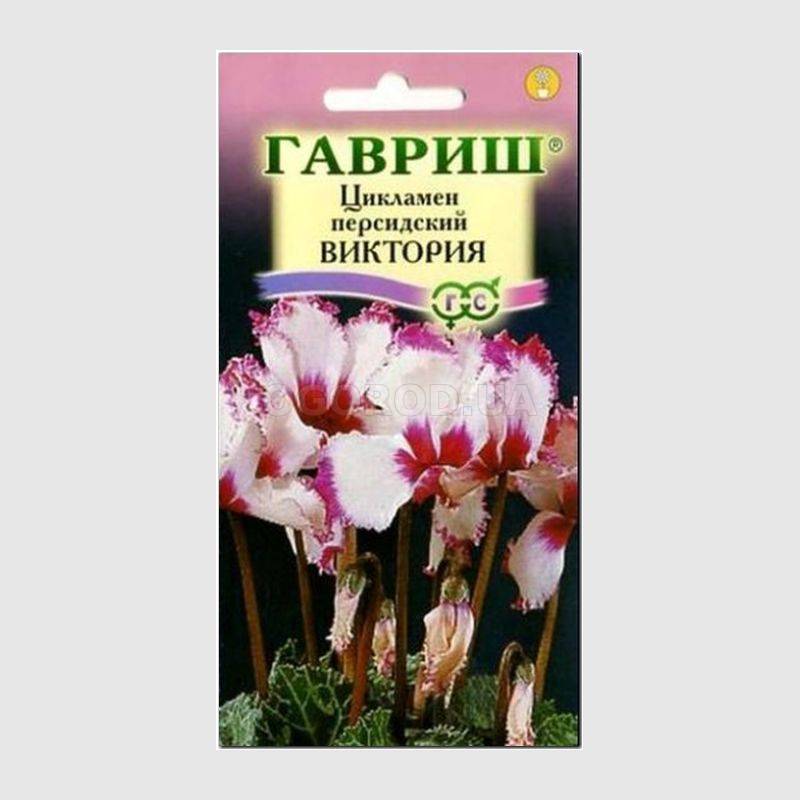 Купить Семена Цикламена На Авито