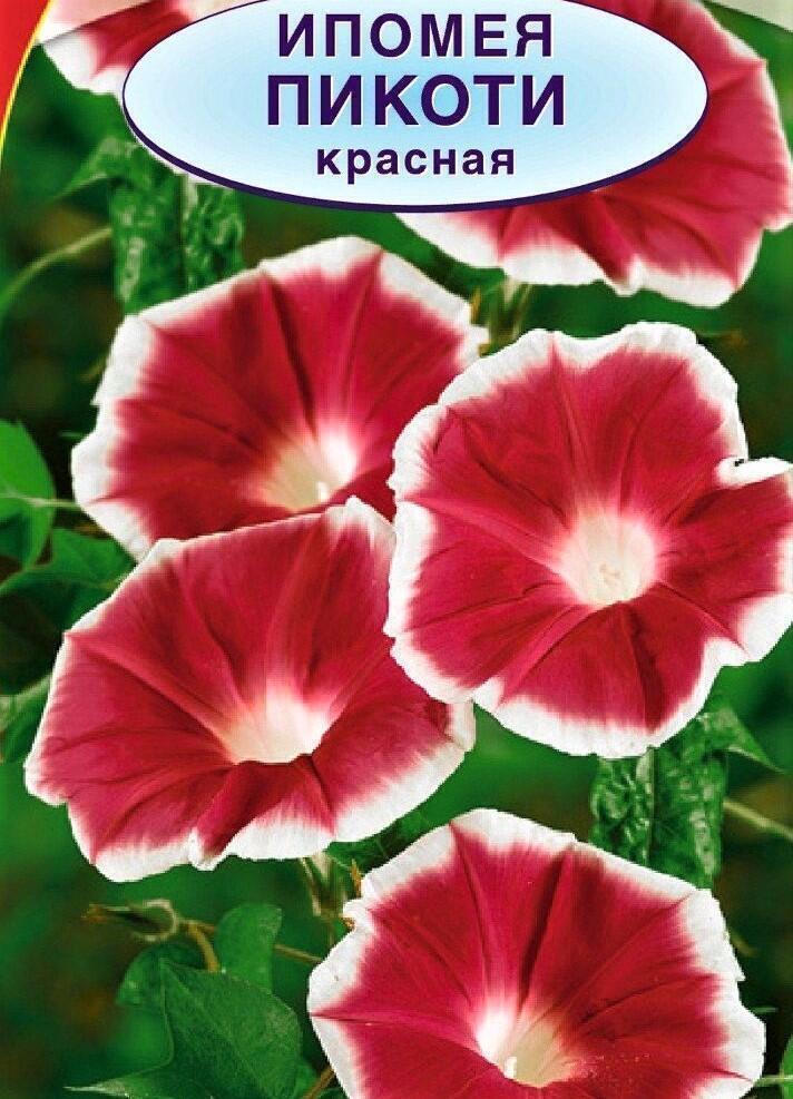 Ипомея Пикоти голубая