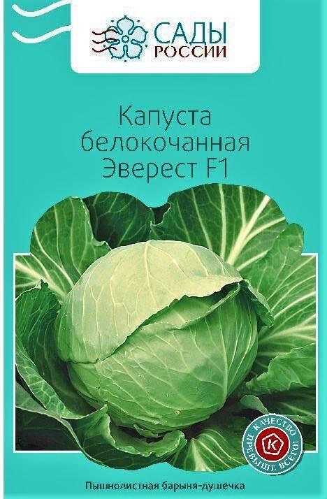 Проверенные сорта белокочанной капусты, которые не разочаруют Садовичок Дзен