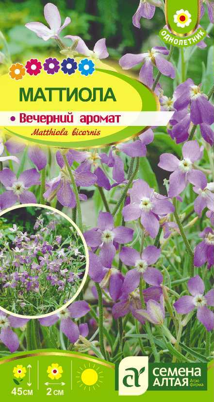 Купить Семена Маттиолы Рогатой