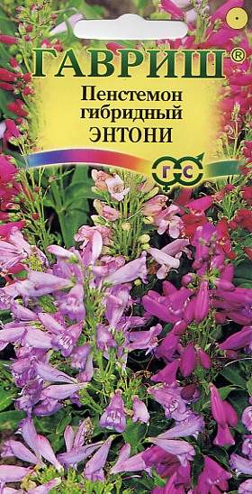 Пенстемон Многолетний Купить Семена В Спб