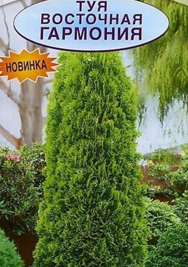 Туя Восточная Гармония Фото