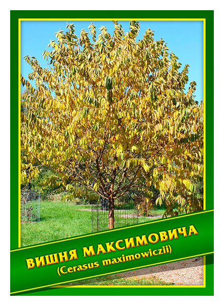 Вишня Семена Купить