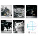 Тетрадь общая Альт, А5 (165 х 203 мм), "кошки. Яркий взгляд" 48 л, клетка, Арт. 7-48-1019, обложка в ассортименте, 5шт.