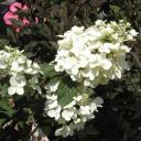 Гортензия метельчатая Энджелс Блаш