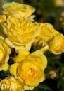 Роза Фрезия 1 шт флорибунда Топал