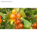 Саженец Смородина золотистая (горшок р9) Ляйсан, 1 шт, Осень 2025