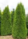 Туя западная Смарагд 1 шт Р9