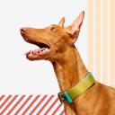 Rungo Ошейник для собак Мартингейл Wide, объем шеи 32-43 см, ширина ремешка 3,8 см, голубой-зеленый