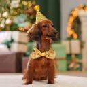 Petmax Колпак и бантик новогодний для собак Праздник, колпак 12х10,5 см, бантик 12,5х6,5 см, золотой