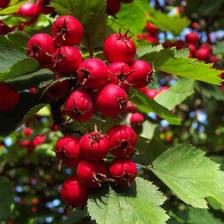 Боярышник Арнольда (в сетке)