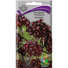 Гвоздика Турецкая Нигриканс