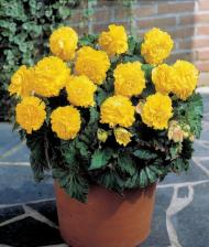 Бегония Бахромчатая Желтая // Весенние луковичные