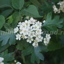 Боярышник однопестичный, 3 шт.