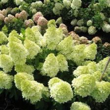 Гортензия метельчатая Мэджикал Кэндл