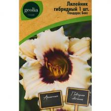Лилейник Geolia гибридный Пандорас Бокс // Луковичные цветы GEOLIA